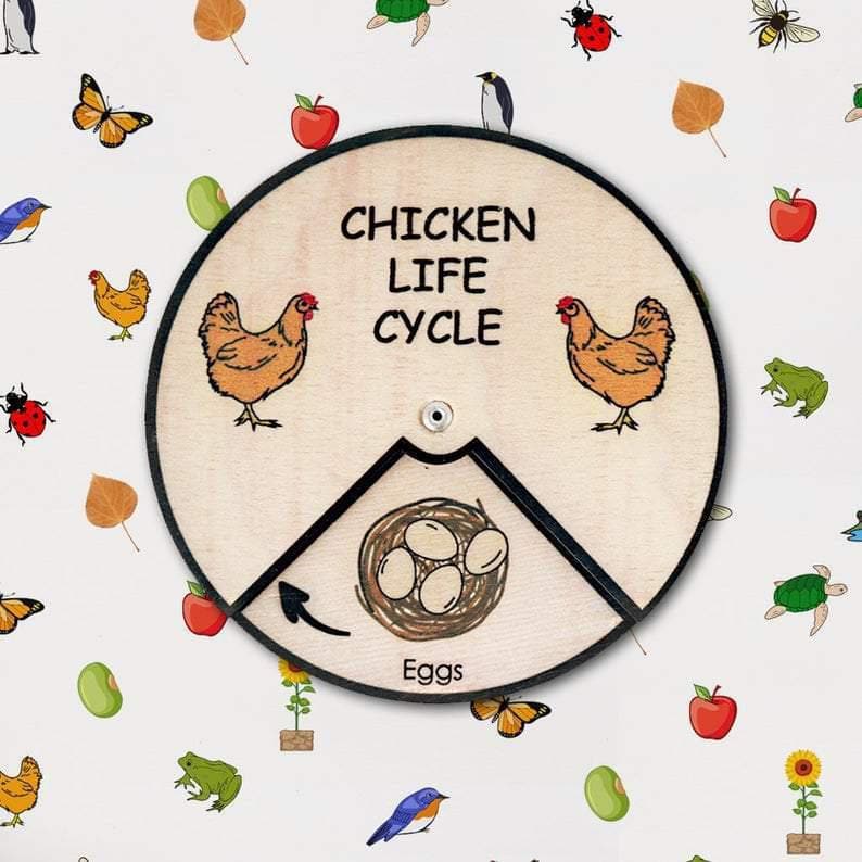 Learning Wheels - Animal Lifecycles - Image 10